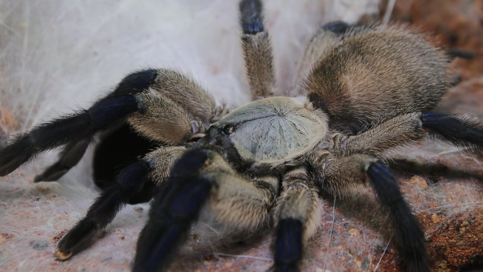 Close view of Bella showing her pale carapace and blue legs