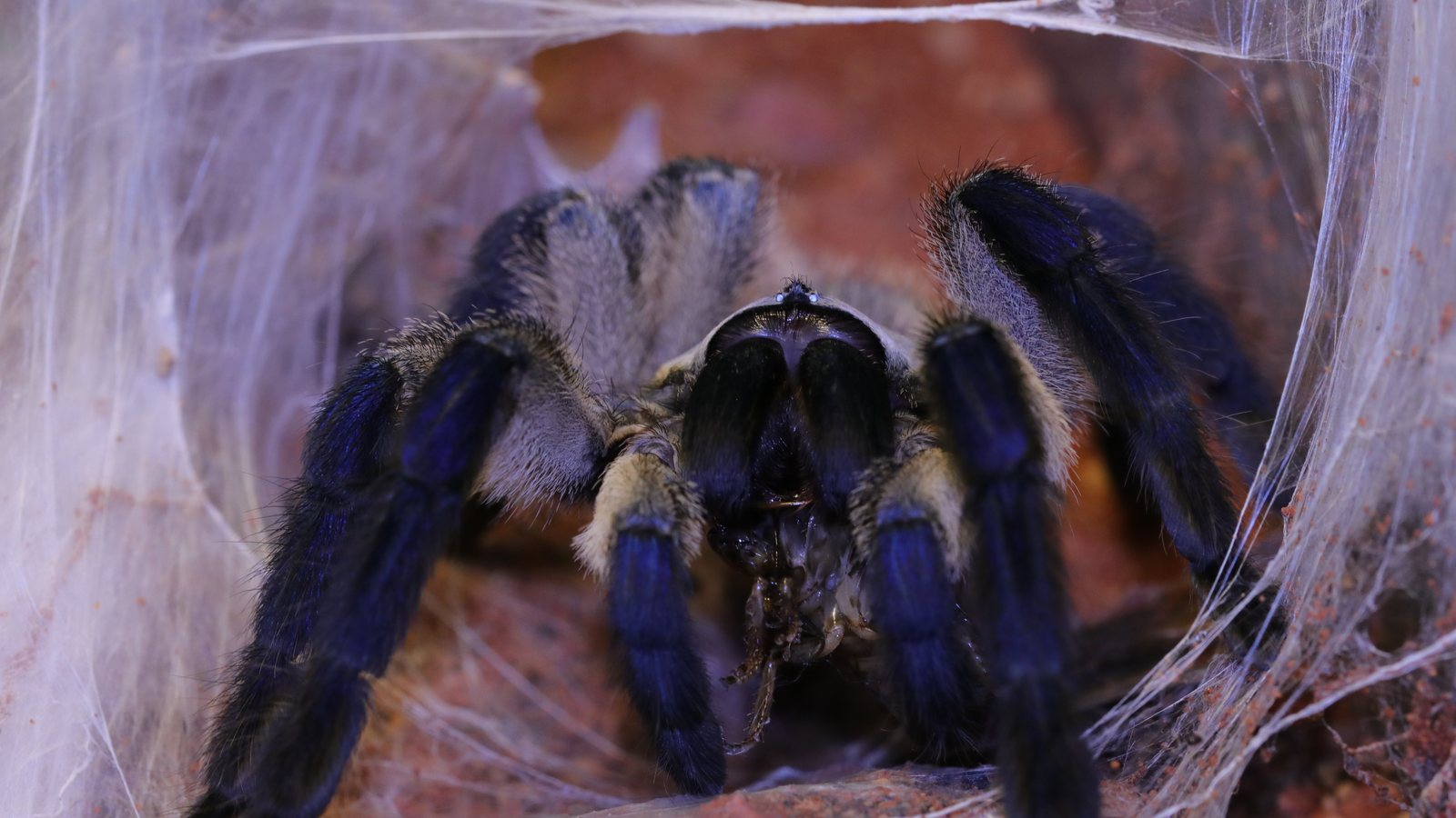 Bella facing outward from a rounded webbed retreat