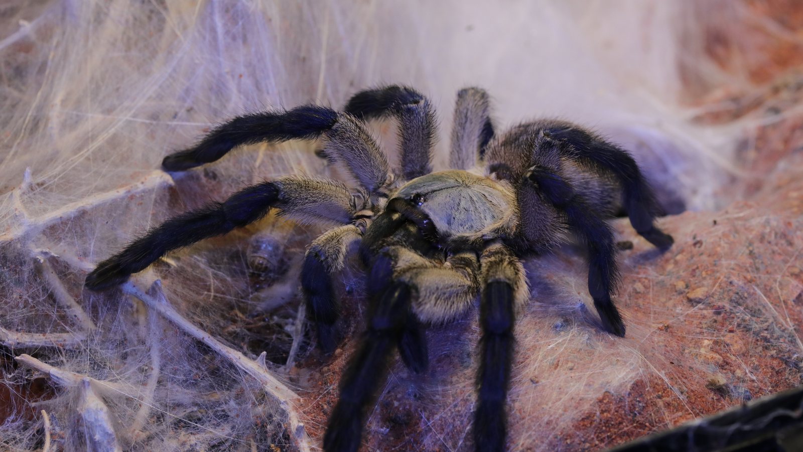 Bella resting on a dense layer of white webbing