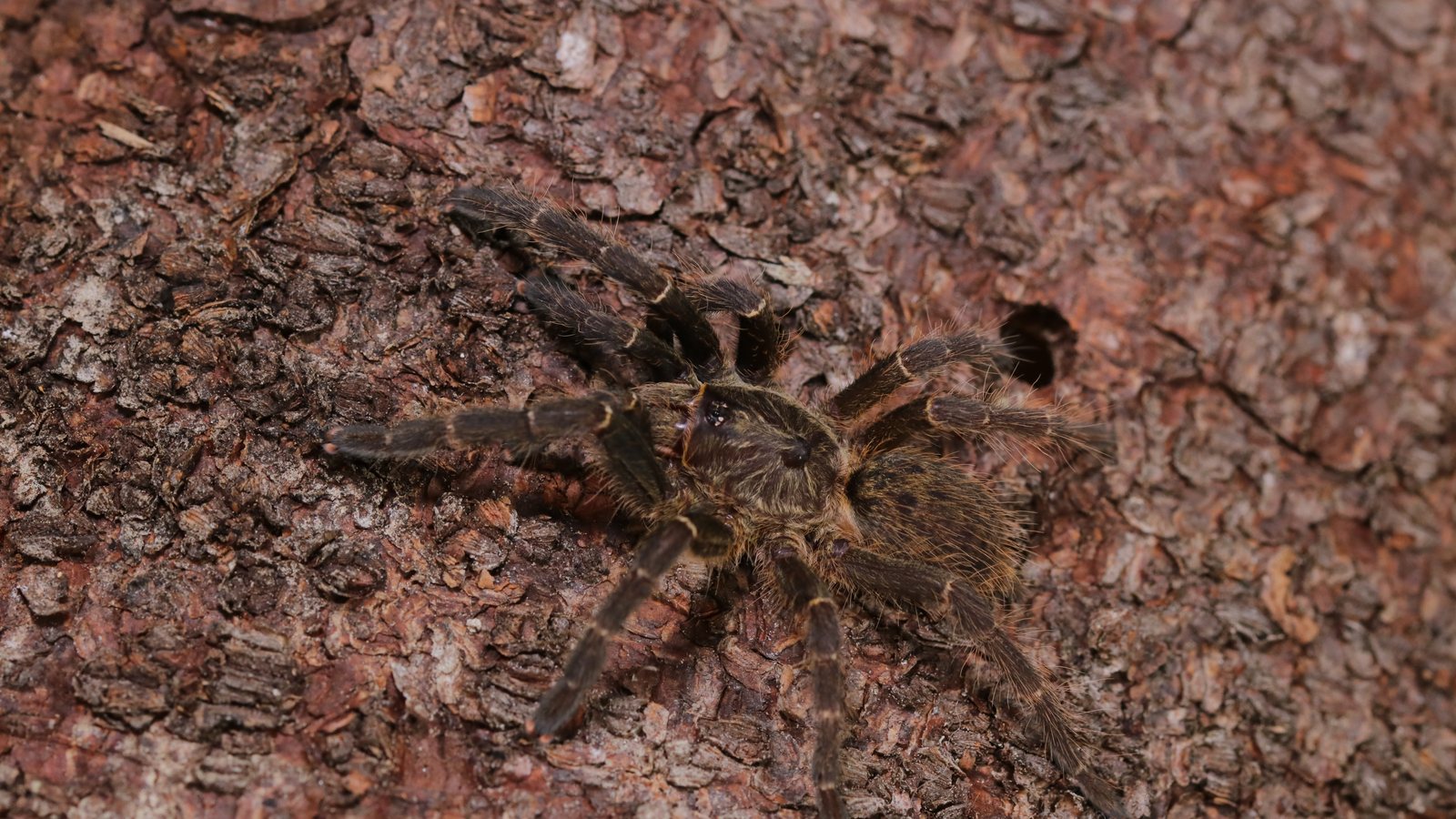 Overhead view of a male Ceratogyrus darlingi showing its body plan