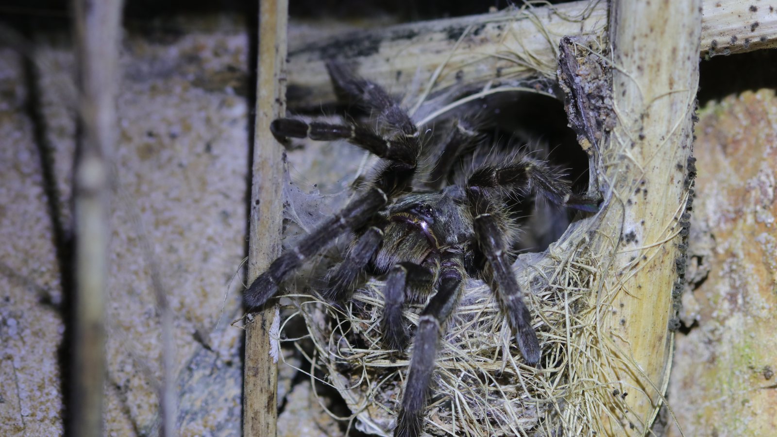 Ceratogyrus darlingi partly visible within a webbed wooden retreat