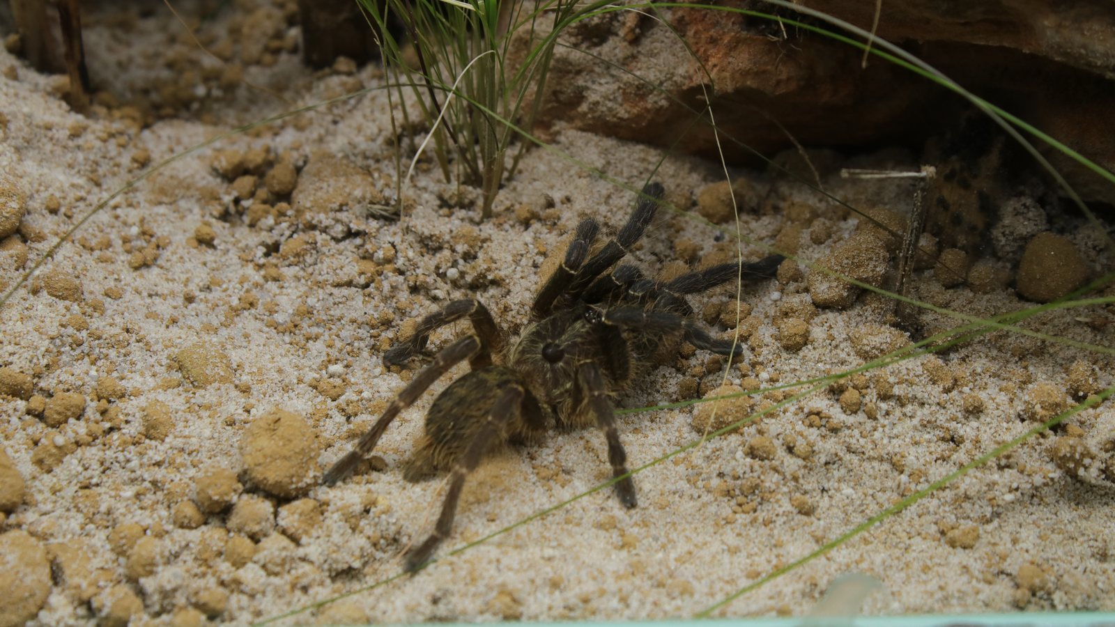 Ceratogyrus darlingi walking across pale sandy substrate