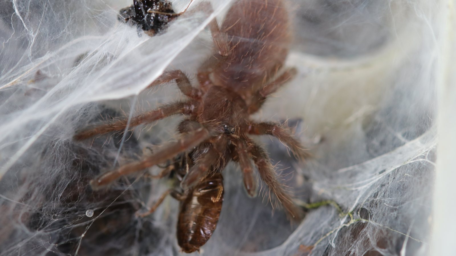 Close view of Chilobrachys fimbriatus surrounded by layered webbing