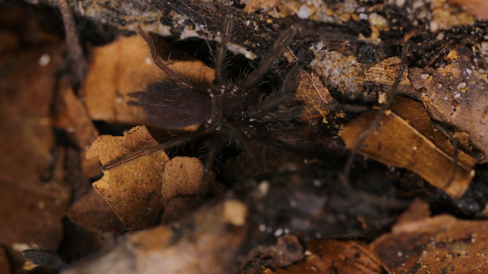 Chilobrachys fimbriatus partly concealed among leaves and substrate