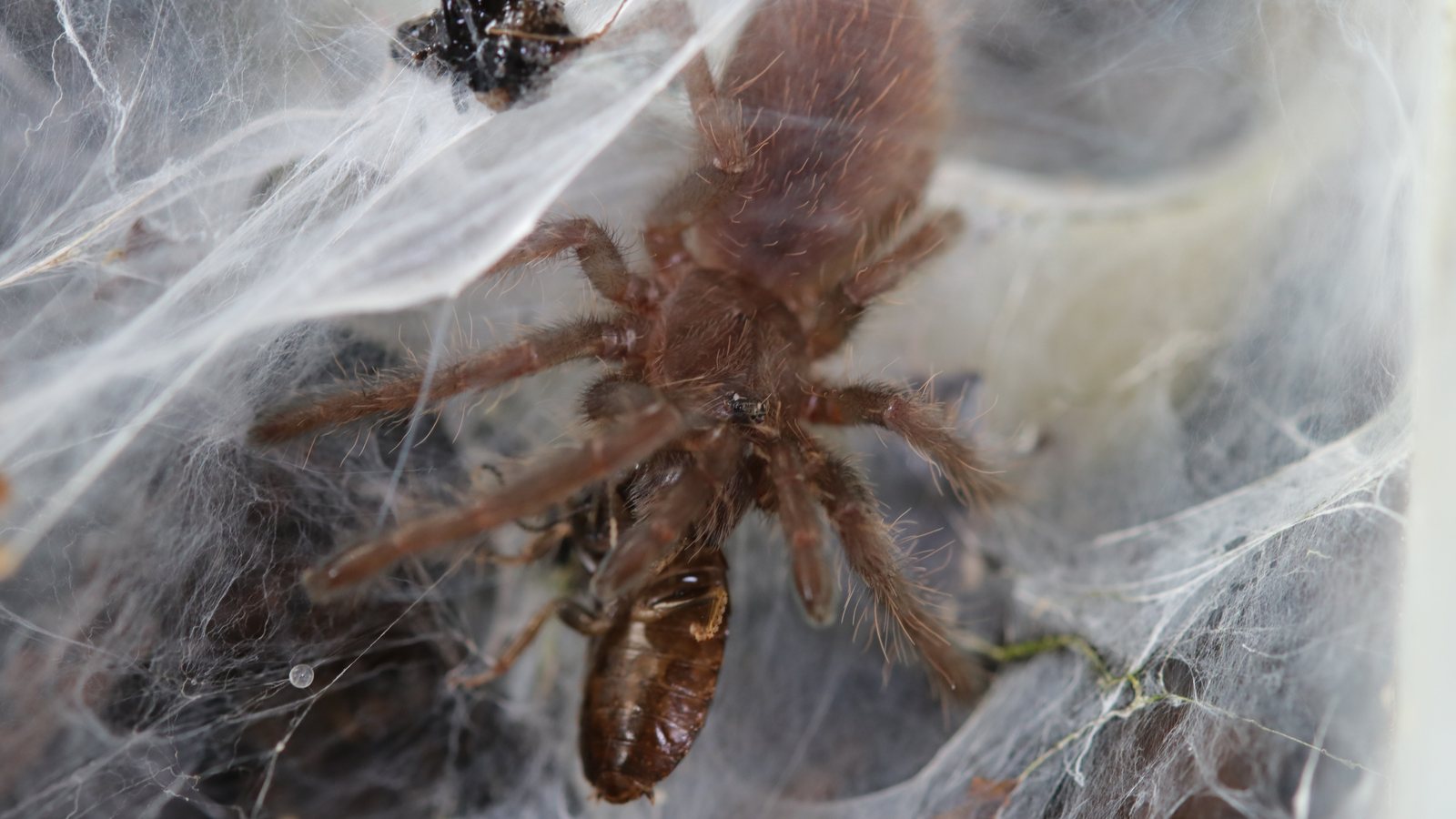 Chilobrachys fimbriatus visible through dense white webbing