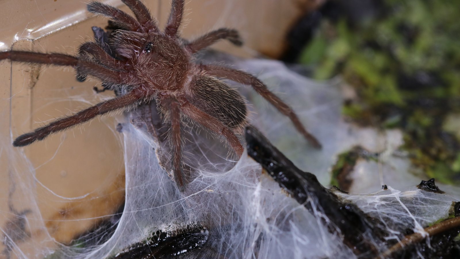 Full-body view of Chilobrachys sp. Kaeng Krachan inside the enclosure