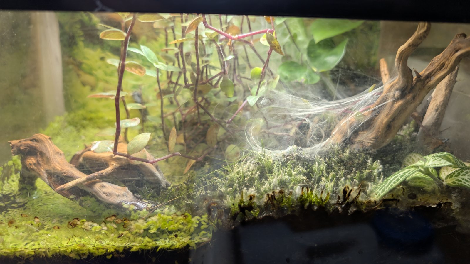 Planted paludarium built for Chilobrachys sp. Kaeng Krachan