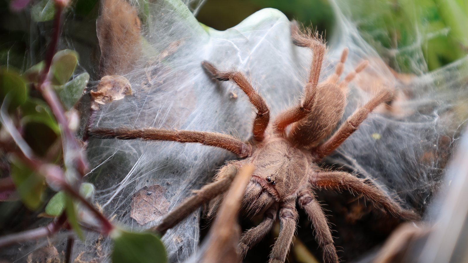 Dense silk spread around the retreat of Chilobrachys sp. Kaeng Krachan