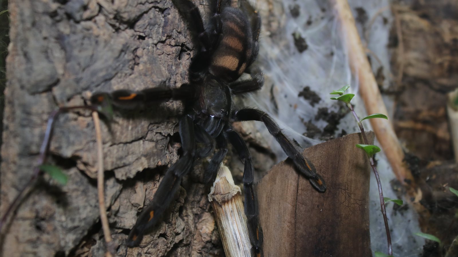Clara climbing vertically across bark inside the enclosure
