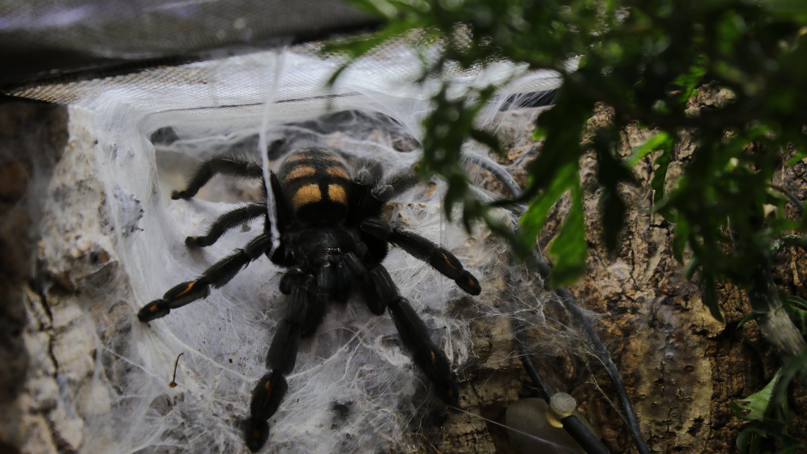 Clara standing at the entrance to a broad webbed retreat