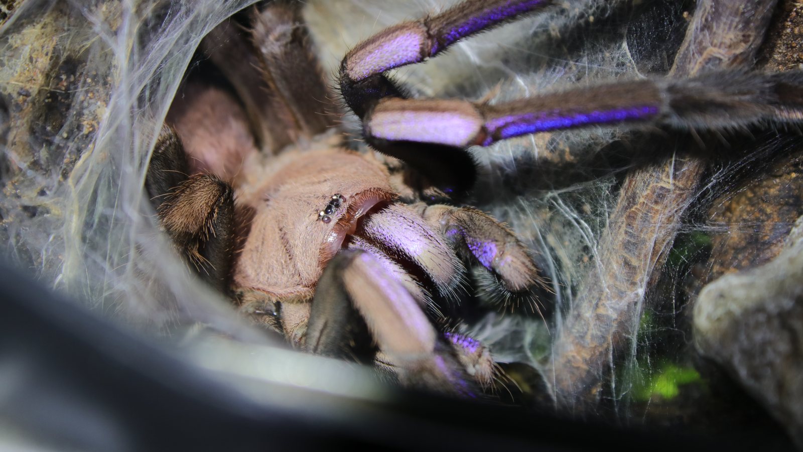 Elvira showing electric-blue colour on her legs within the webbed retreat