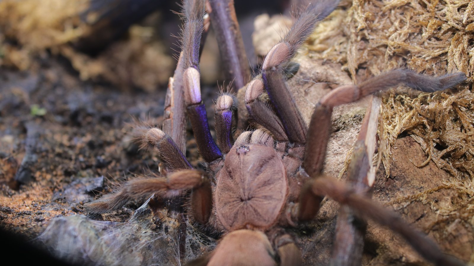 Full-body view of Elvira against moss and dark substrate