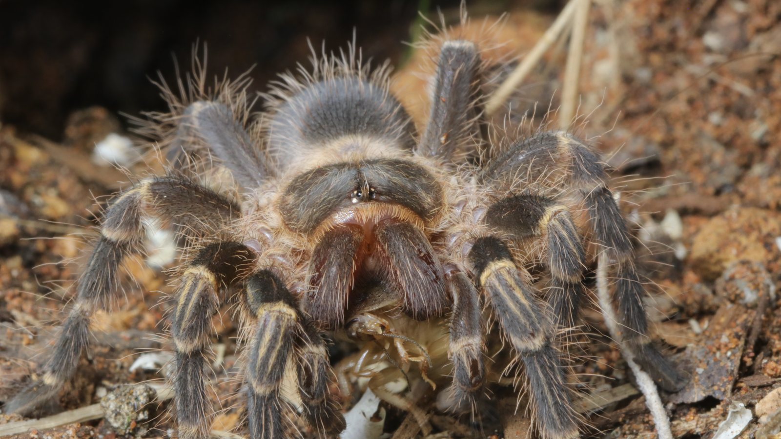 Close view of Grammostola pulchripes showing the pale bands on its legs