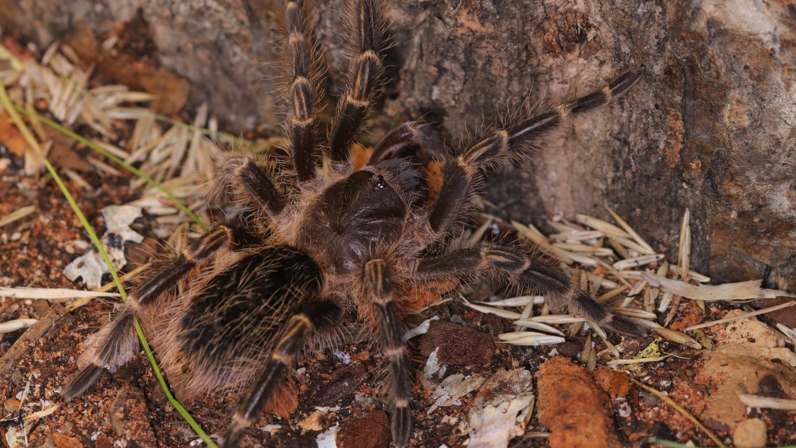 Grammostola pulchripes beside cork bark and dry enclosure planting