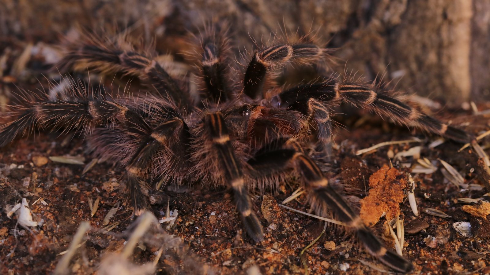 Grammostola pulchripes resting on reddish terrestrial substrate