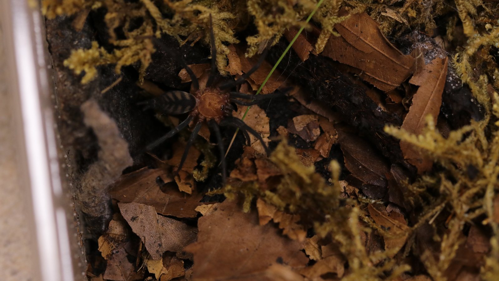 Linothele fallax partly visible among leaf litter and moss