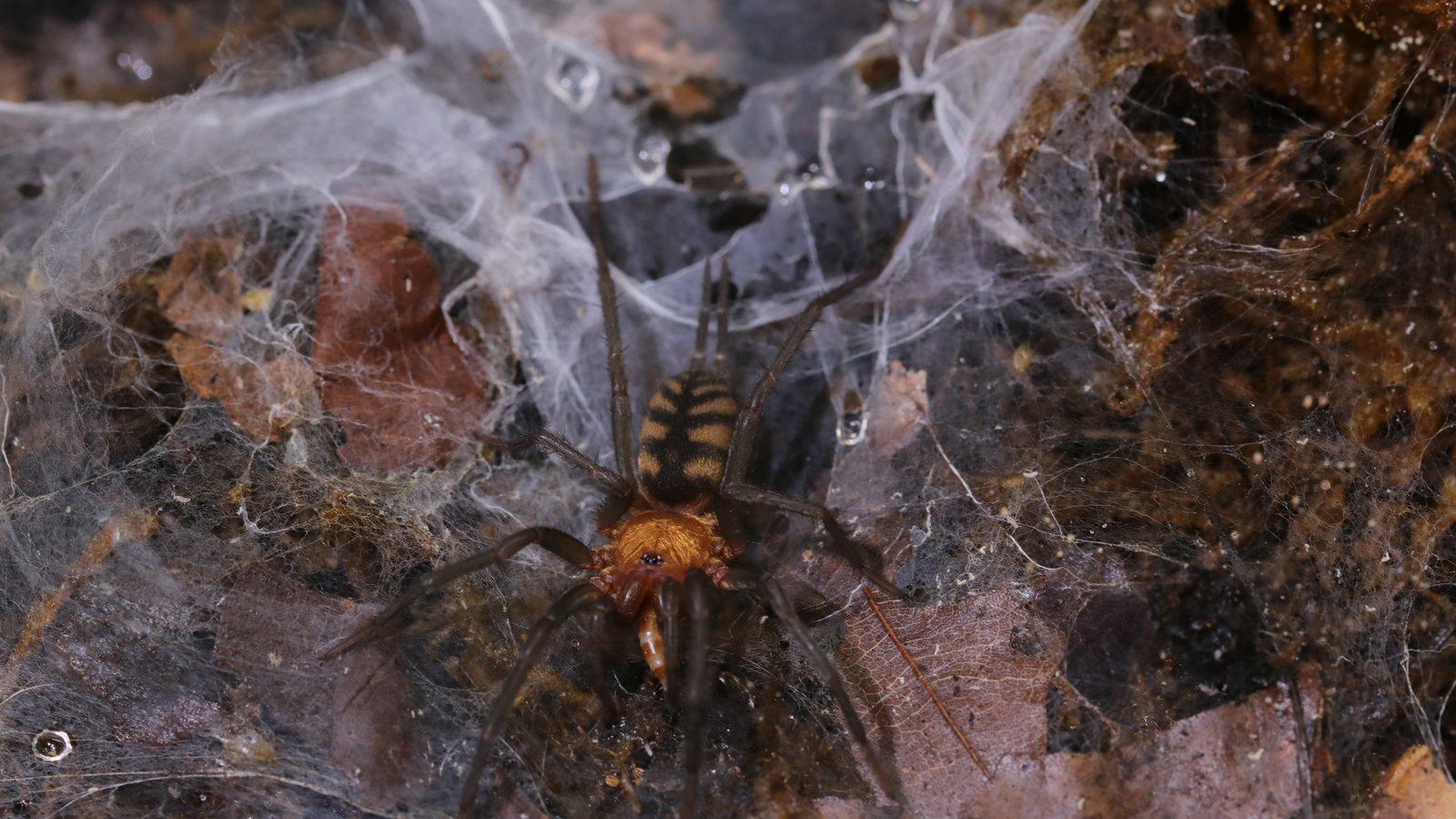 Overhead view of Linothele fallax showing its orange carapace and patterned abdomen
