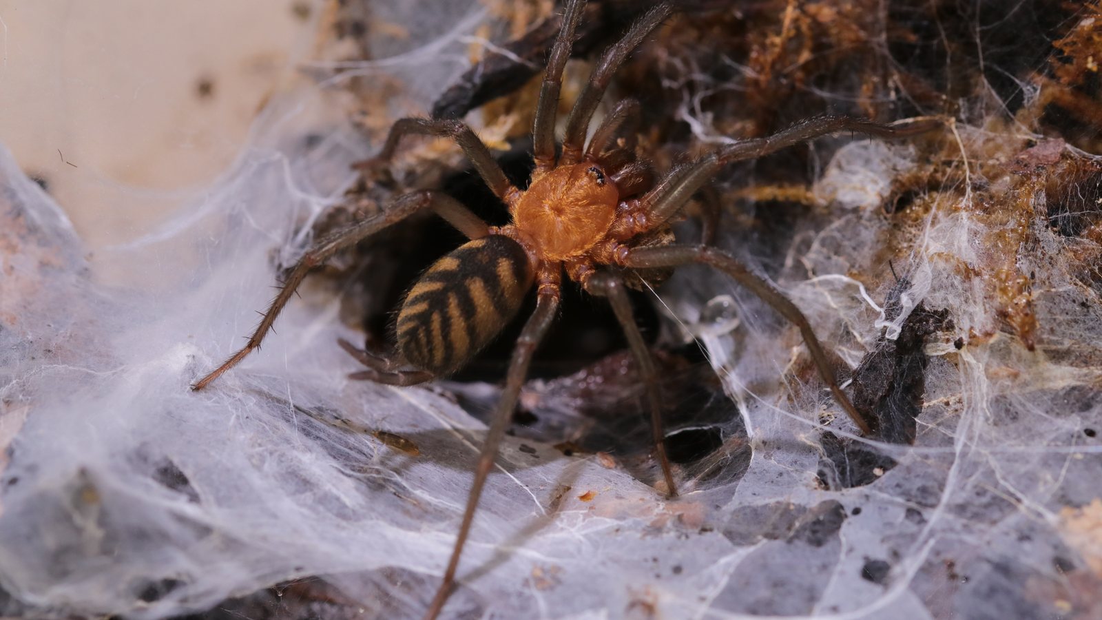 Linothele fallax standing on dense white curtain webbing