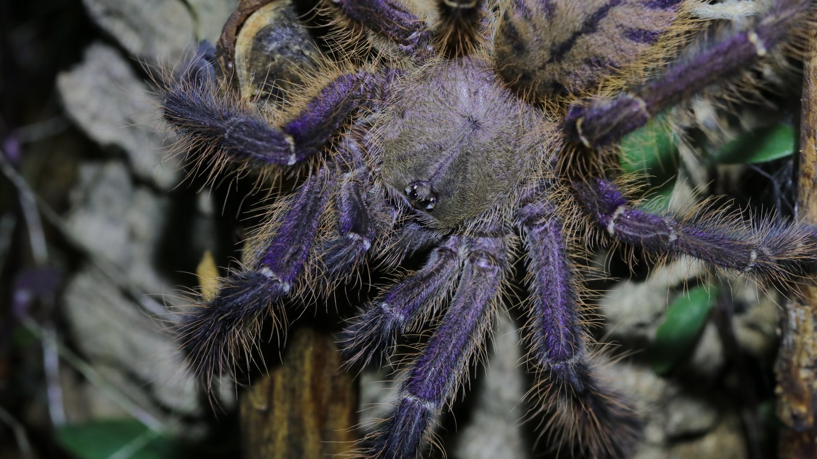Close view of Omothymus violaceopes showing violet colour on the legs