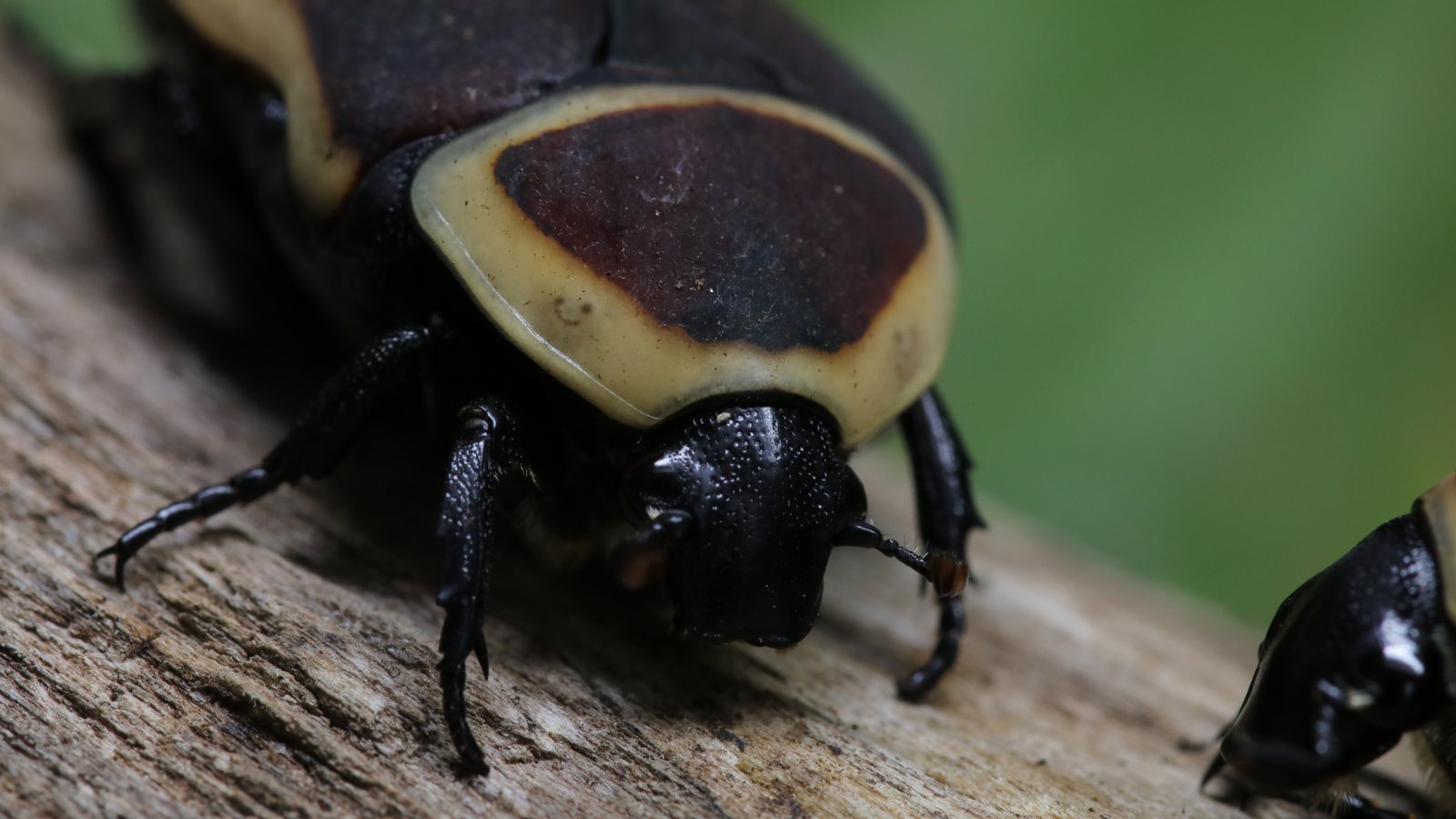 Close frontal view of a Pachnoda marginata beetle on wood