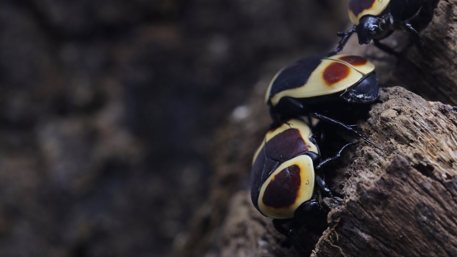 Several Pachnoda marginata beetles climbing together on dark wood