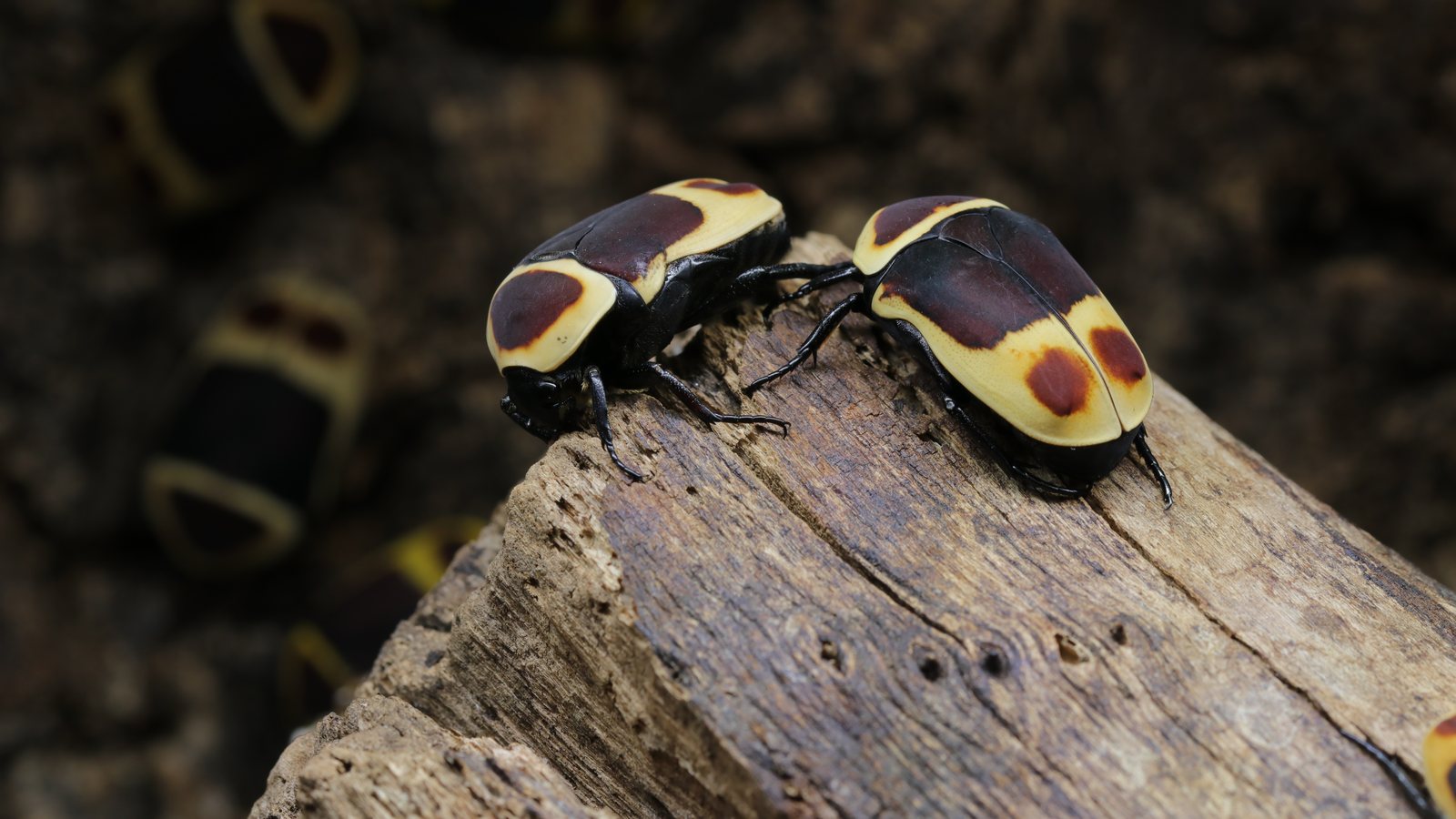 Pair of Pachnoda marginata beetles meeting on a branch