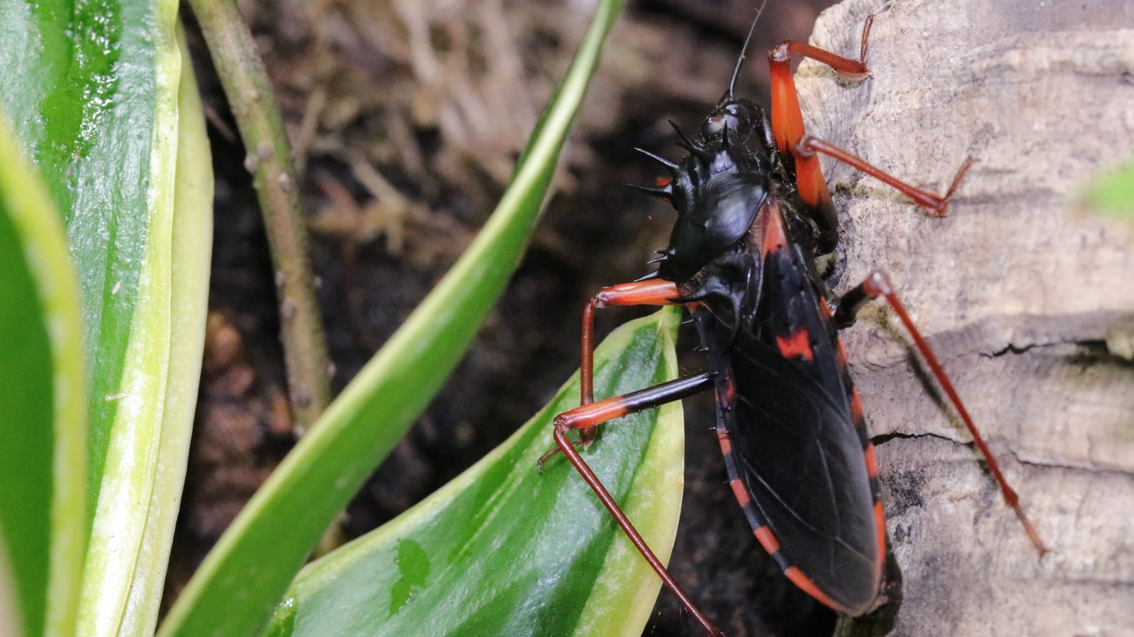 Adult Psyttala horrida climbing beside green leaves and bark