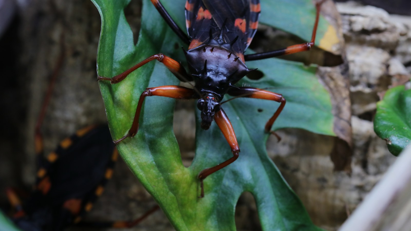 Adult Psyttala horrida climbing across green foliage