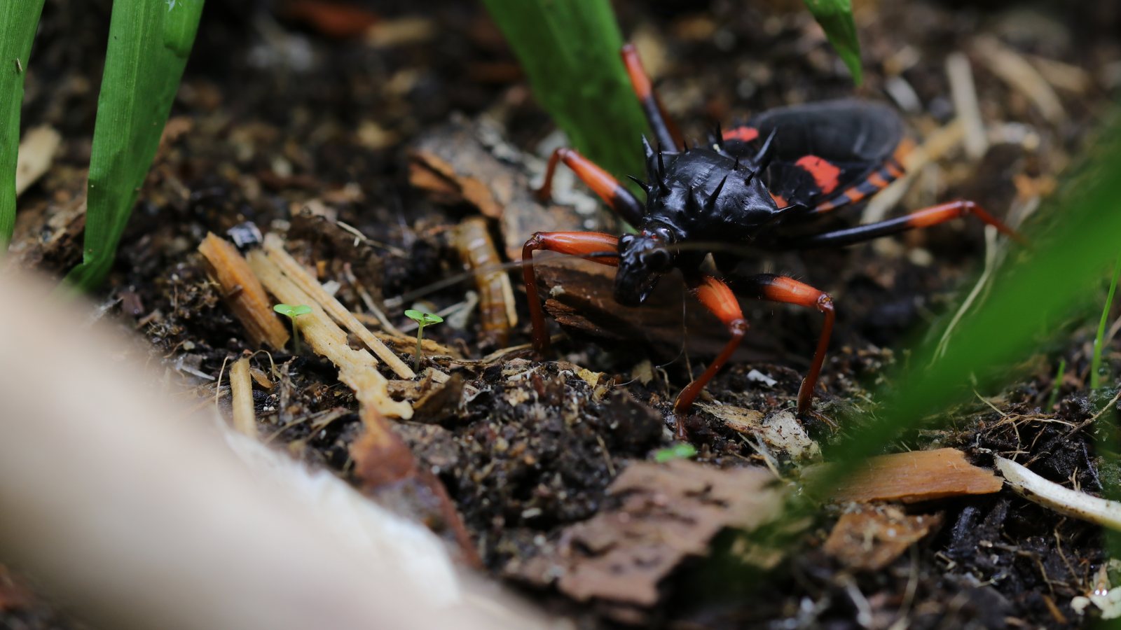 Adult Psyttala horrida moving across leaf litter