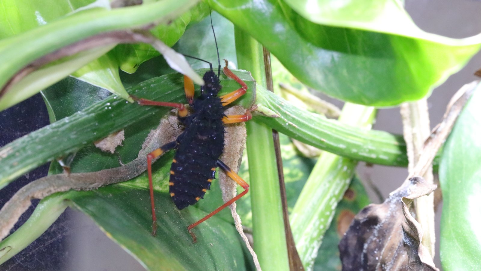Psyttala horrida nymph resting on green foliage