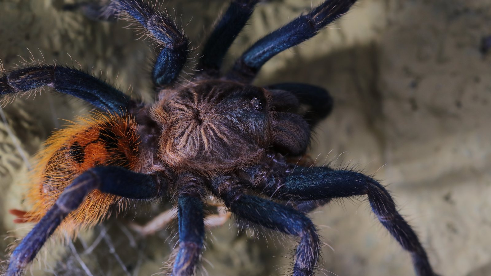 Blue legs and orange abdomen of Ruby, a Chromatopelma cyaneopubescens