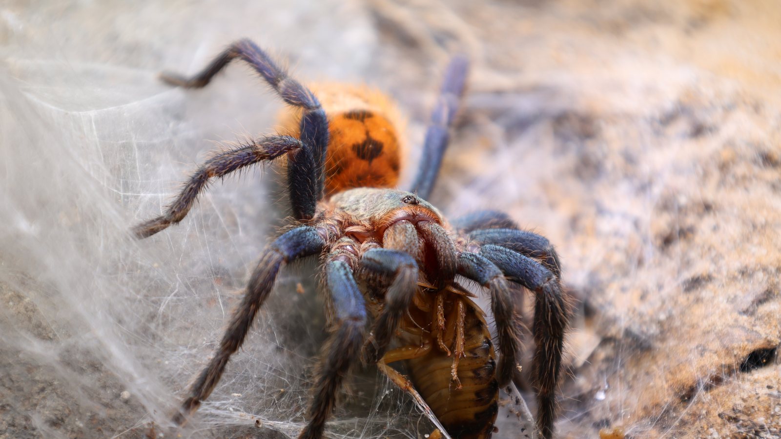 Ruby feeding on the enclosure surface with blue legs and an orange abdomen visible