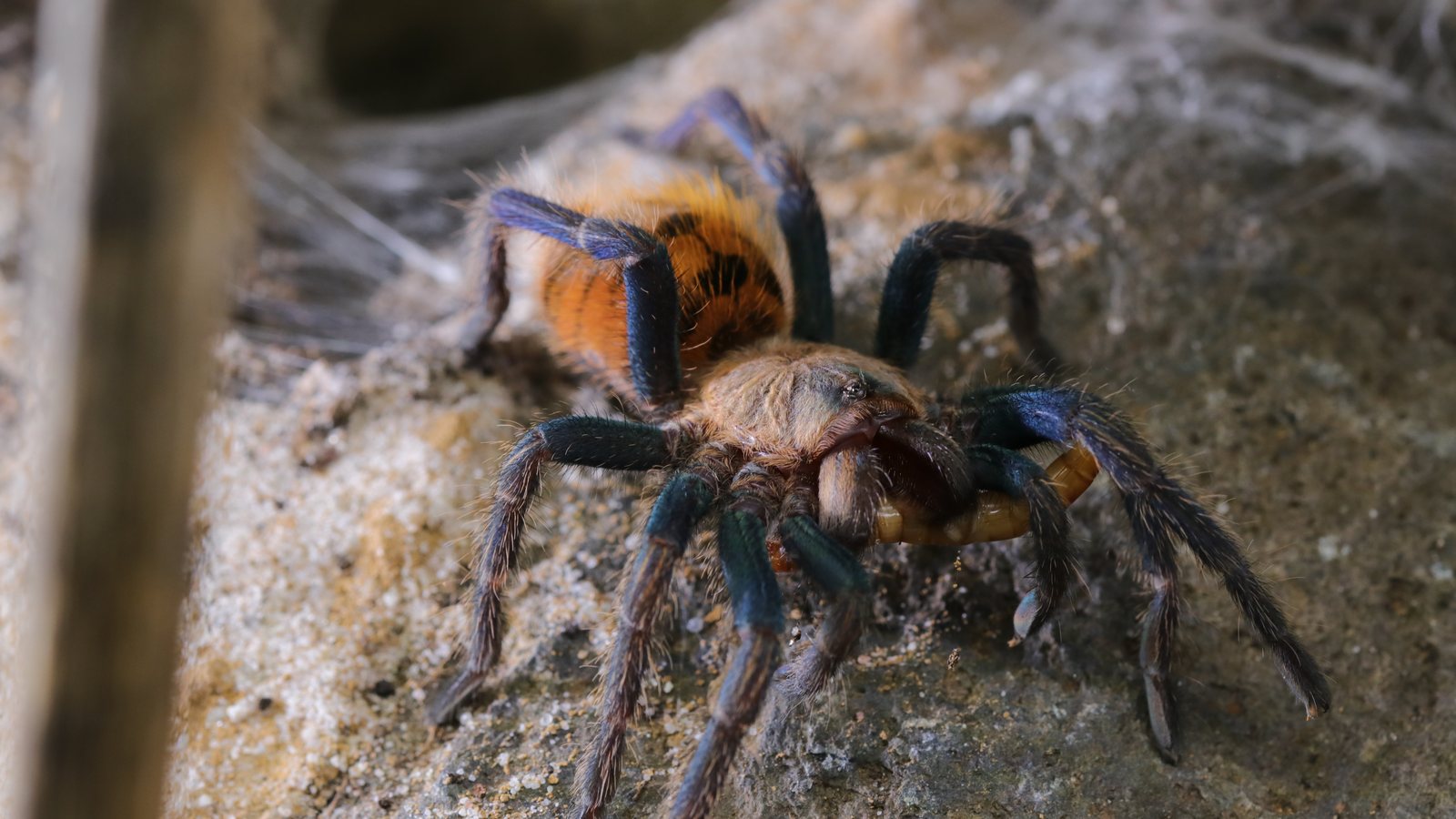 Full-body view of Ruby standing on webbed substrate