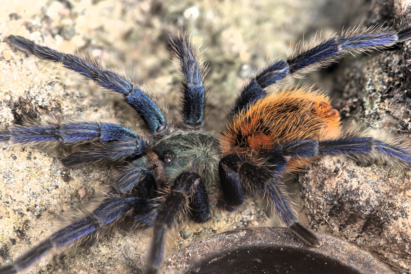 Full-body portrait of Ruby showing blue legs, a green carapace, and an orange abdomen