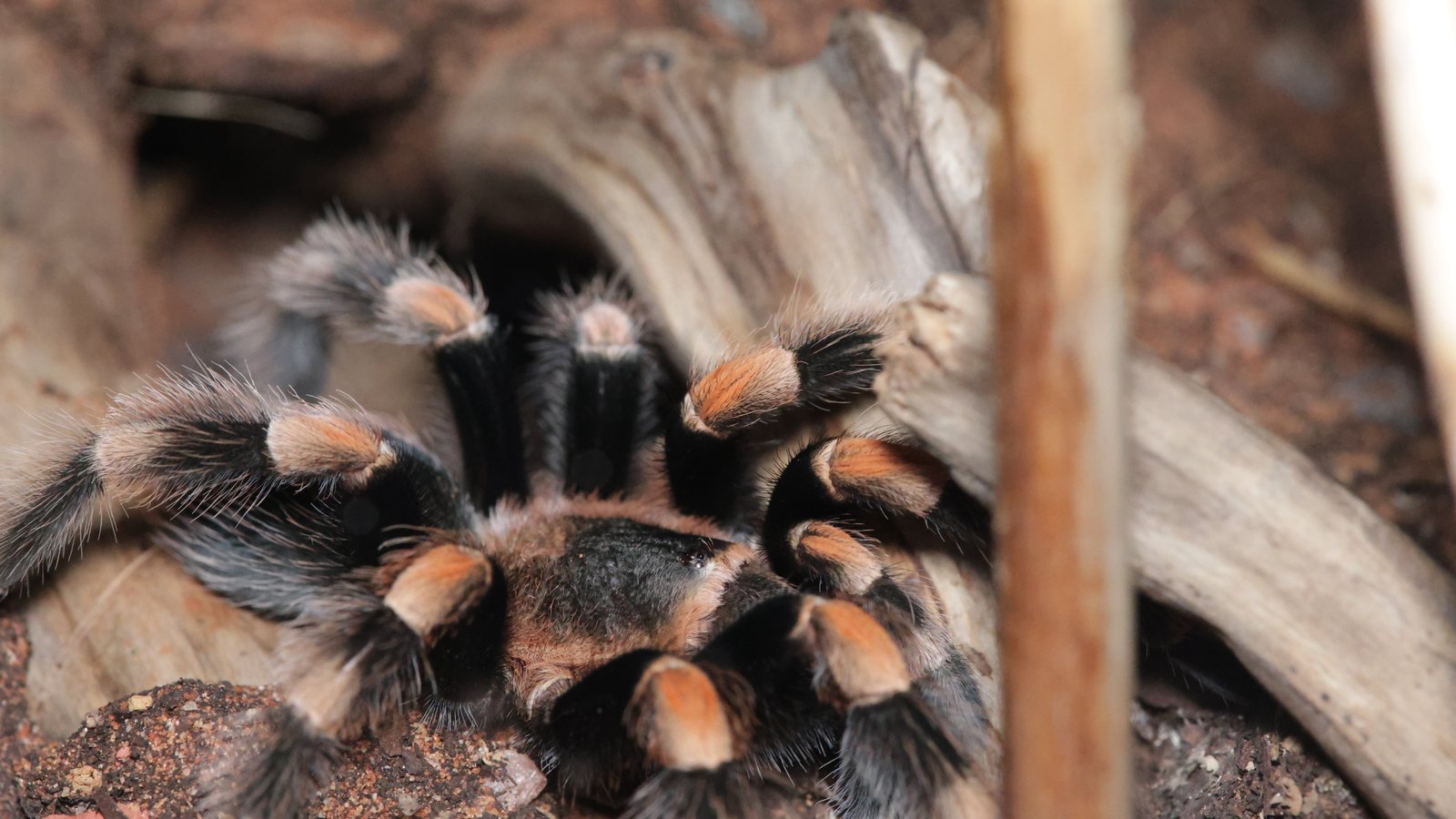Close portrait of Sabrina, a Brachypelma hamorii tarantula