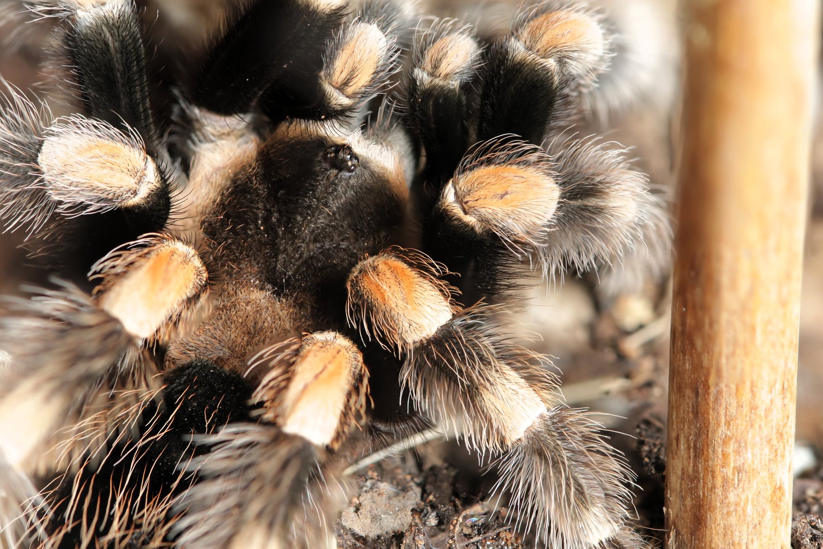 Close portrait of Sabrina showing her eyes and vivid orange knee markings