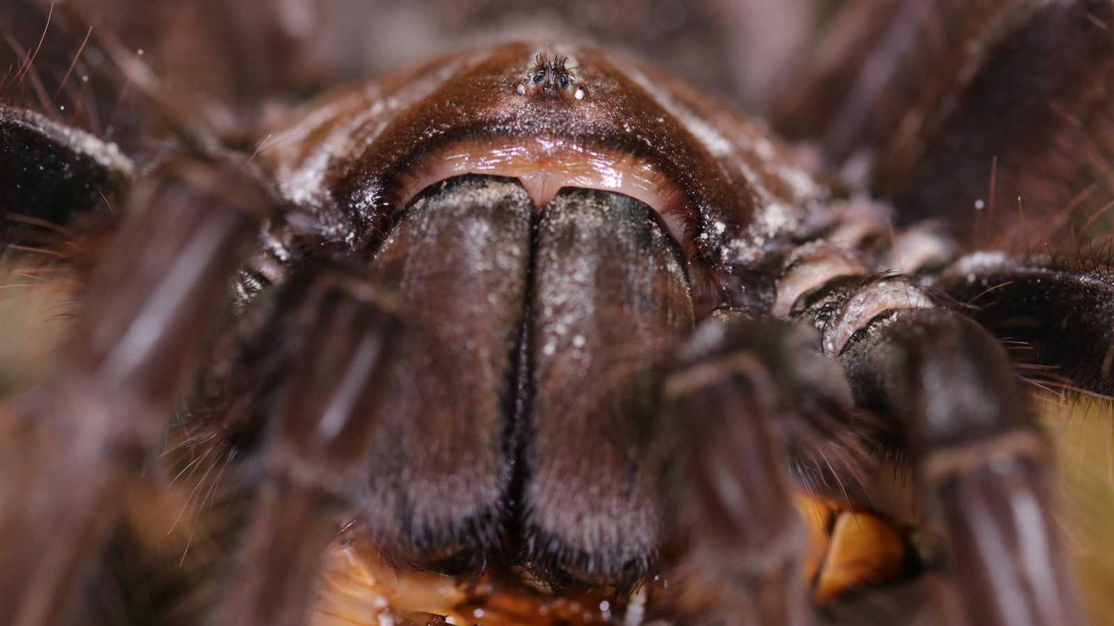 Close portrait of Siuzi, a Theraphosa apophysis tarantula