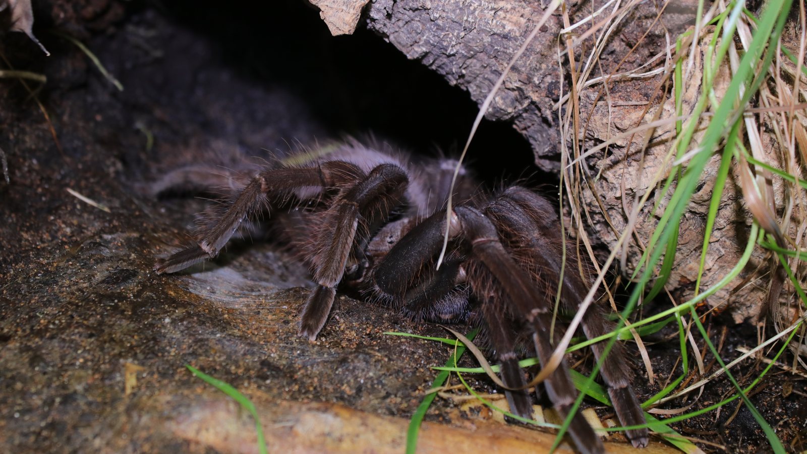 Siuzi, a Theraphosa apophysis, in her habitat