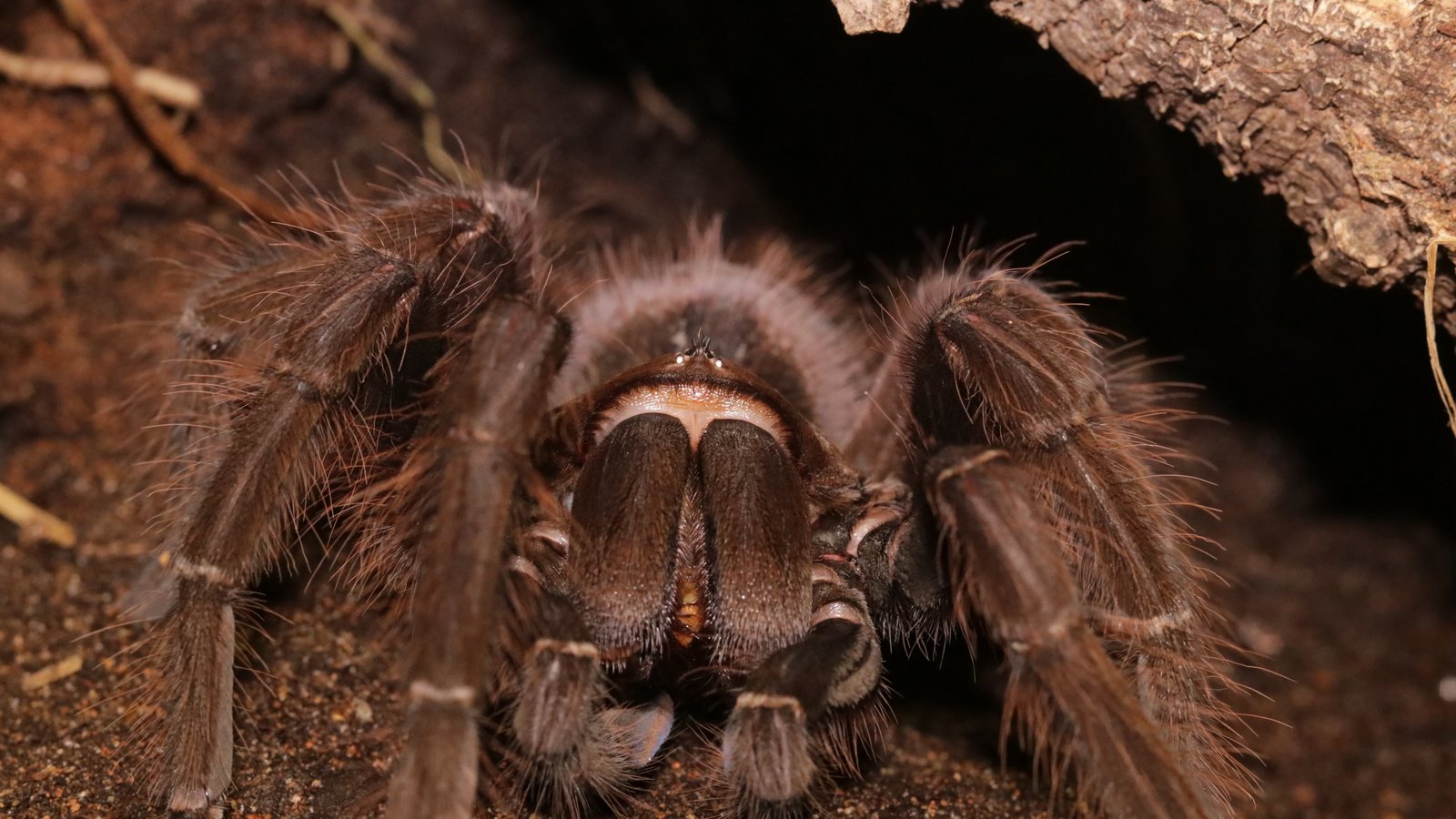 Siuzi facing outward from beneath a cork retreat