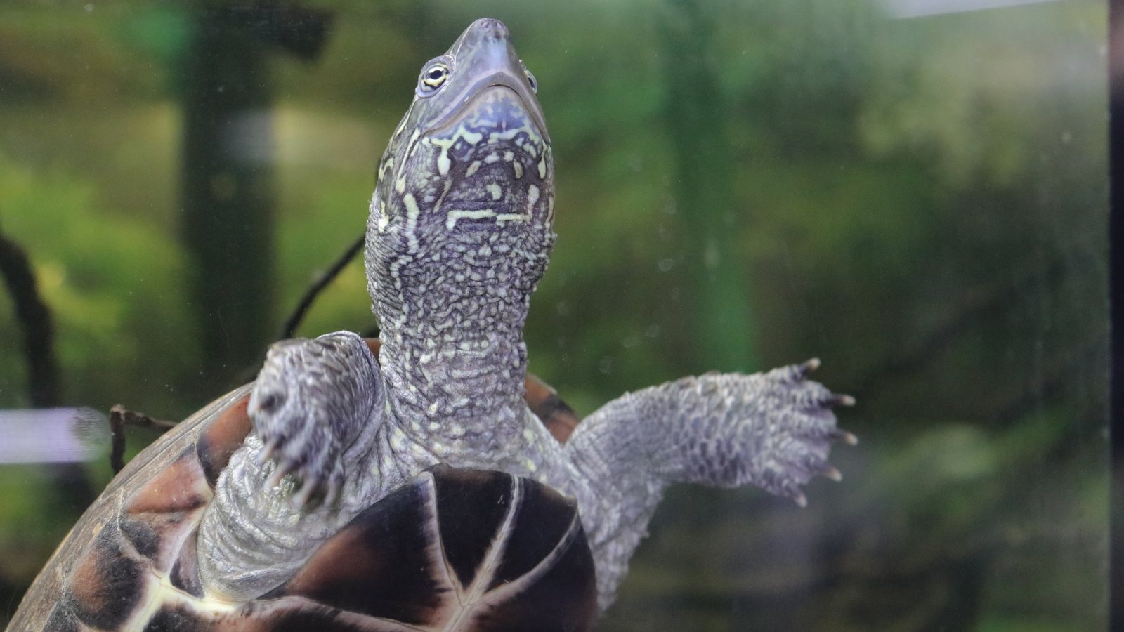 Sonja lifting her head and forelegs toward the camera