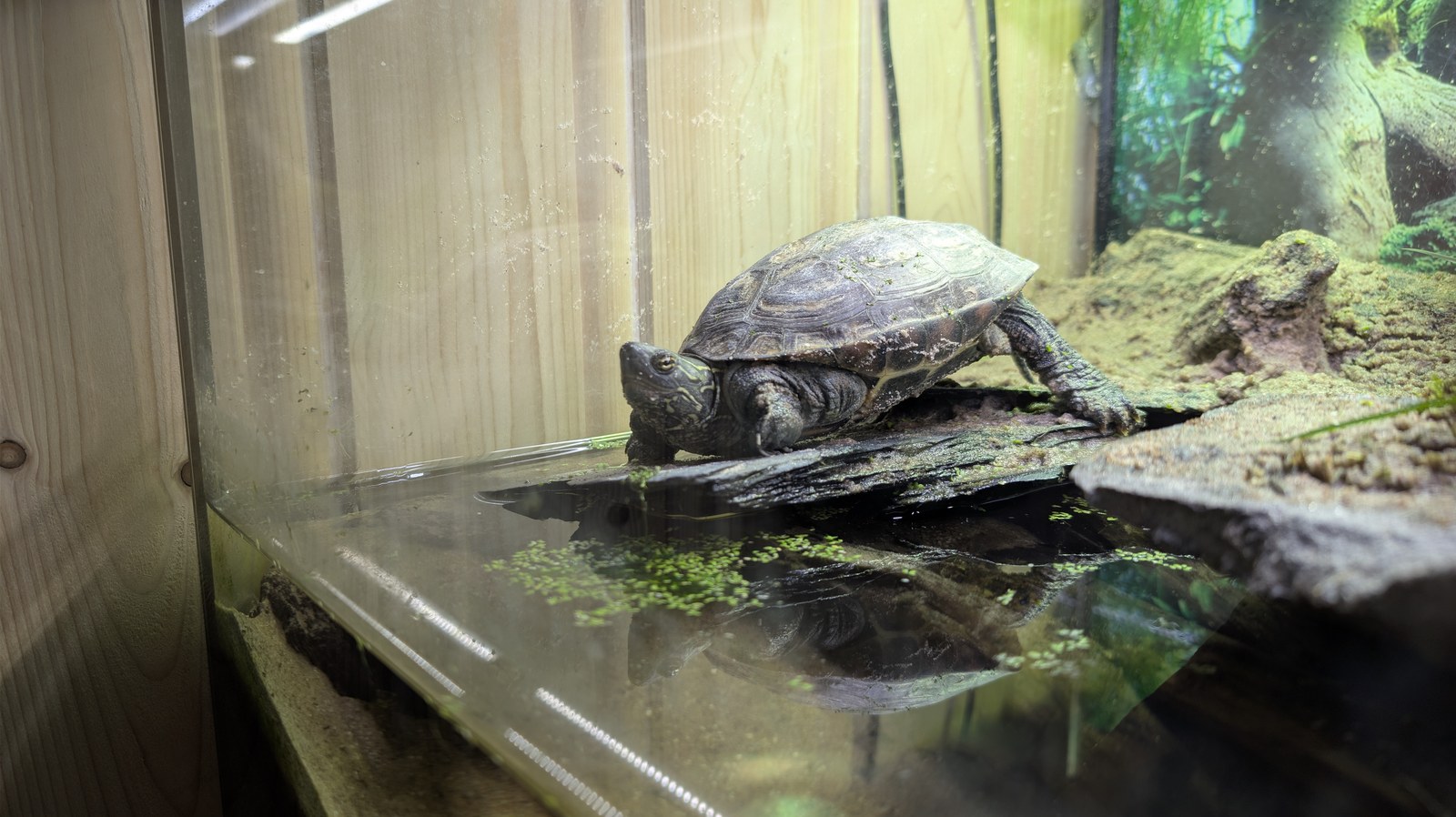 Sonja resting at the planted shoreline of her enclosure