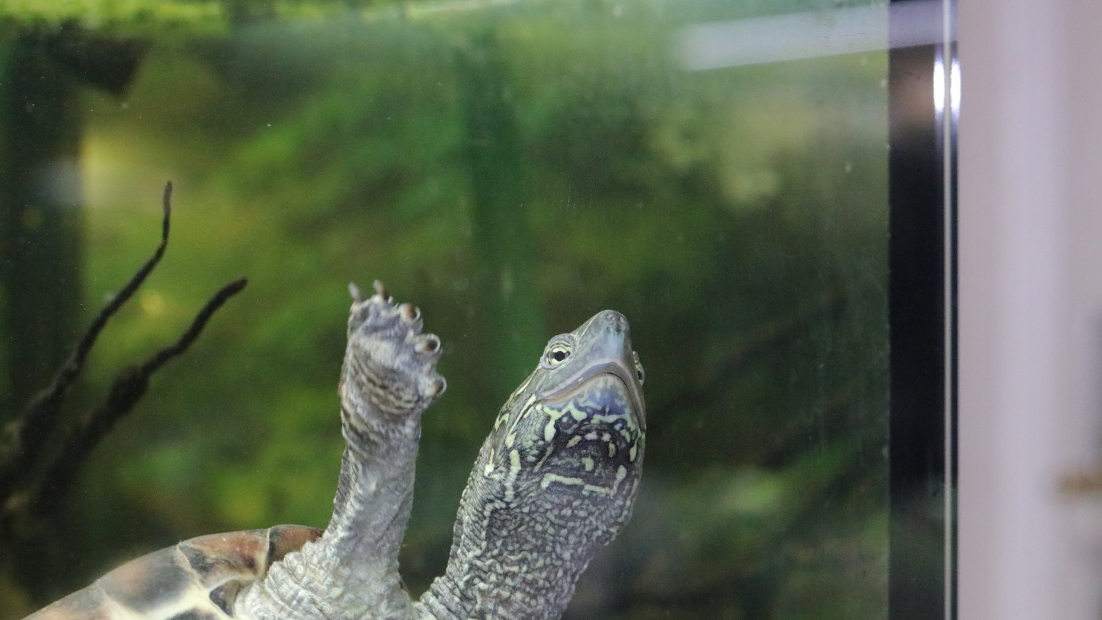 Sonja facing the camera with one forefoot raised